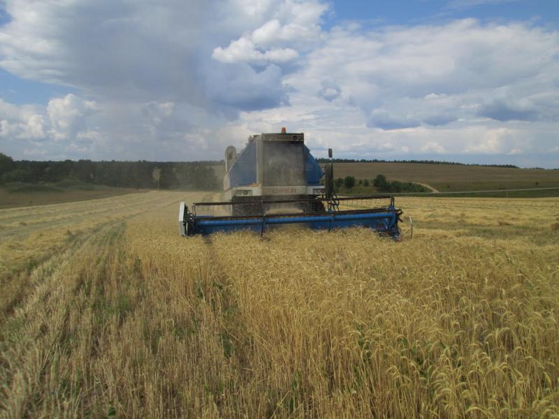 По 38 центнеров с гектара дали первые посевы пшеницы